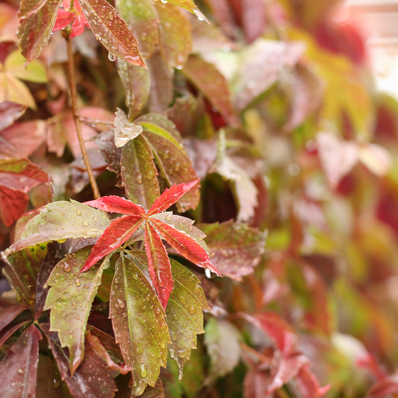 fall leaf